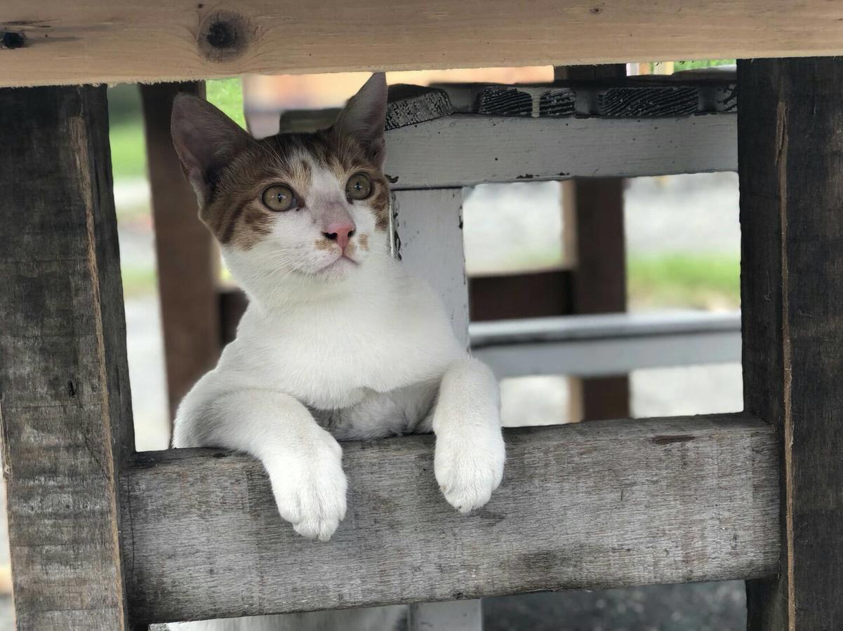 Cat Sky Country Homestay Sanxing Exterior photo
